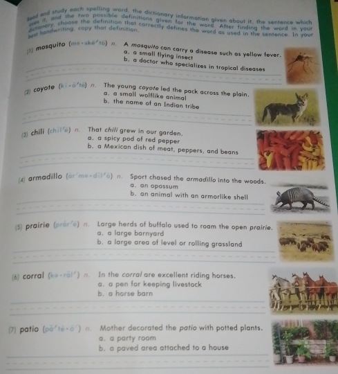 led and study each spelling word, the dictionary information given about it, the sentence which
wys it, and the two possible definitions given for the word. After tinding the word in you
actionory, choose the definition that correctly defines the ward as used in the sentence. In your
ws handwriting, copy that definition.
(1) mosquito (m=-ake^t10 ) n. A mosquito can carry a disease such as yellow fever.
a. a small flying insect
b. a doctor who specializes in tropical diseases
(2) coyote (k· -o^210) The young coyofe led the pack across the plain.
a. a small wolflike animal
b. the name of an Indian tribe
chili (chil'e) n. That chill grew in our garden.
a. a spicy pod of red pepper
b. a Mexican dish of meat, peppers, and beans
4] armadillo (ar'me-dil'a) n. Sport chased the armadillo into the woods.
a. an opossum
b. an animal with an armorlike shell
(5) prairie (prare) n. Large herds of buffalo used to roam the open prairie.
a. a large barnyard
b. a large area of level or rolling grassland
(6) corral (ko· rol^1) n. In the corral are excellent riding horses.
a. a pen for keeping livestock
b. a horse barn
(7) patio (pq'te· o') / Mother decorated the patío with potted plants.
a. a party room
b. a paved area attached to a house