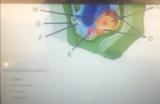 Which organelle is labeled I?
nucleus
mitochondrion
ntosome
chioroplast