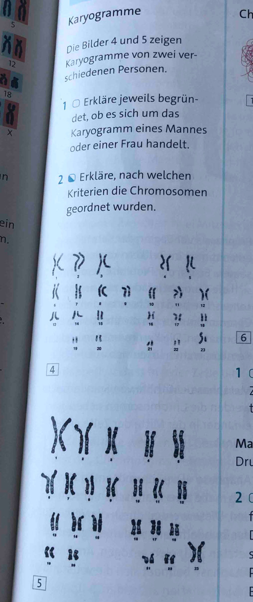 Karyogramme Ch 
Die Bilder 4 und 5 zeigen
12 Karyogramme von zwei ver- 
schiedenen Personen.
18
1 0 Erkläre jeweils begrün- 
det, ob es sich um das
X Karyogramm eines Mannes 
oder einer Frau handelt. 
n 2 © Erkläre, nach welchen 
Kriterien die Chromosomen 
geordnet wurden. 
ein 
η.
6
4
1
Ma 
Dru
2
5