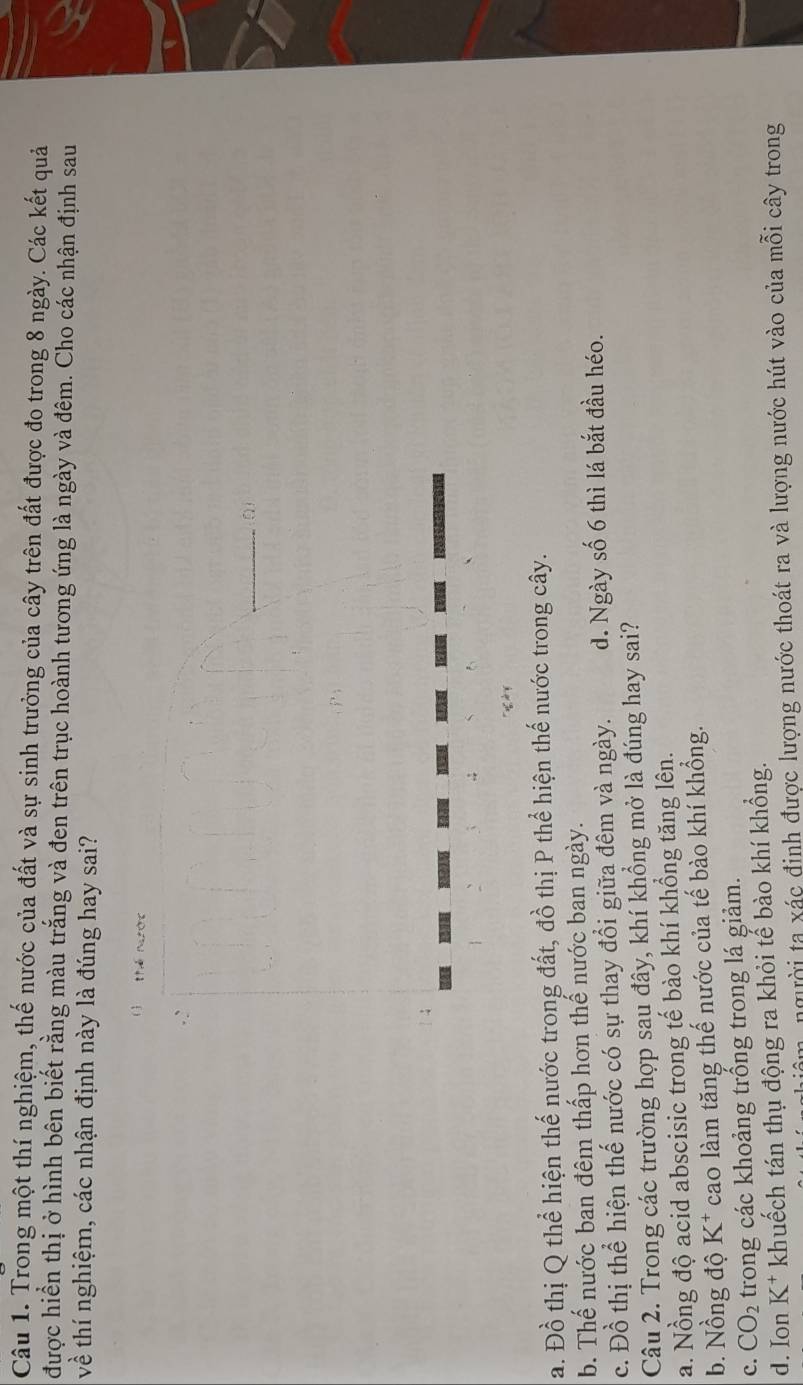 Trong một thí nghiệm, thế nước của đất và sự sinh trưởng của cây trên đất được đo trong 8 ngày. Các kết quả
được hiển thị ở hình bên biết rằng màu trắng và đen trên trục hoành tương ứng là ngày và đêm. Cho các nhận định sau
về thí nghiệm, các nhận định này là đúng hay sai?
l thế nước
.
a. Đồ thị Q thể hiện thế nước trong đất, đồ thị P thể hiện thế nước trong cây.
b. Thế nước ban đêm thấp hơn thể nước ban ngày.
c. Đồ thị thể hiện thế nước có sự thay đổi giữa đêm và ngày. d. Ngày số 6 thì lá bắt đầu héo.
Câu 2. Trong các trường hợp sau đây, khí khổng mở là đúng hay sai?
a. Nồng độ acid abscisic trong tế bào khí khổng tăng lên.
b. Nồng độ K* cao làm tăng thế nước của tế bào khí khổng.
c. CO_2 trong các khoảng trống trong lá giảm.
d. Ion K^+ khuếch tán thụ động ra khỏi tế bào khí khổng.
m, người ta xác đinh được lượng nước thoát ra và lượng nước hút vào của mỗi cây trong