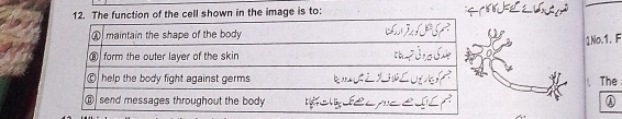 The function of the cell shown in the image is to: 
1No.1. F 
The
λ