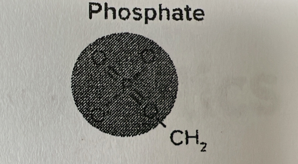 Phosphate
CH_2