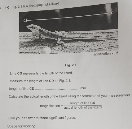 rd.
Fig. 2.1
Line CD represents the length of the lizard.
Measure the length of line CD on Fig. 2.1.
length of line CD_ mm
Calculate the actual length of the lizard using the formula and your measurement.
magnific ation= lengthoflineCD/actuallengthofthelizard 
Give your answer to three significant figures.
Space for working.