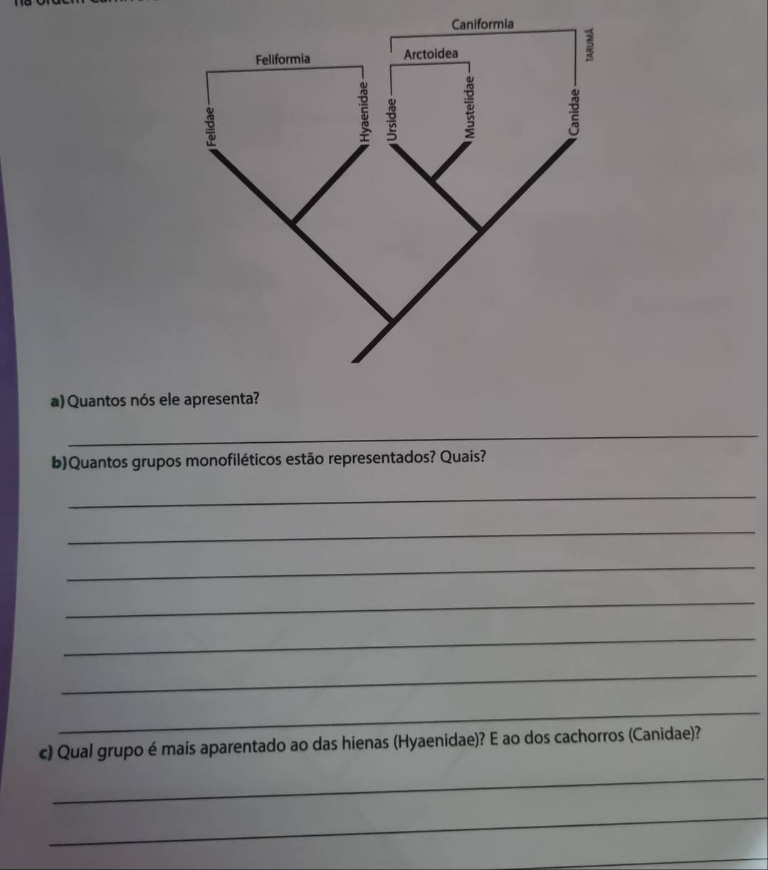 Quantos nós el 
_ 
b)Quantos grupos monofiléticos estão representados? Quais? 
_ 
_ 
_ 
_ 
_ 
_ 
_ 
c) Qual grupo é mais aparentado ao das hienas (Hyaenidae)? E ao dos cachorros (Canidae)? 
_ 
_ 
_