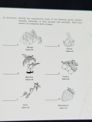 Directions: Identify the reproduction mode of the Sollowing plants whether 
sexaally, asexuaally, or both sexually and asexually. Write your 
answer on a separate sheet of paper. 
_ 
_B. 
| Agnca.rd) Mongo 
[ Dignes na) Onion 
__6. _9 
(Lignos.ca) Banana | Dignas nai Guara 
_ 
_7. 
_10. 
(Dignss.00) Fern Straw berry (Gignos.sa|