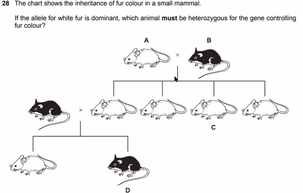 The chart shows the inheritance of fur colour in a small mammal. 
If the allele for white fur is dominant, which animal must be heterozygous for the gene controlling 
fur colour? 
D