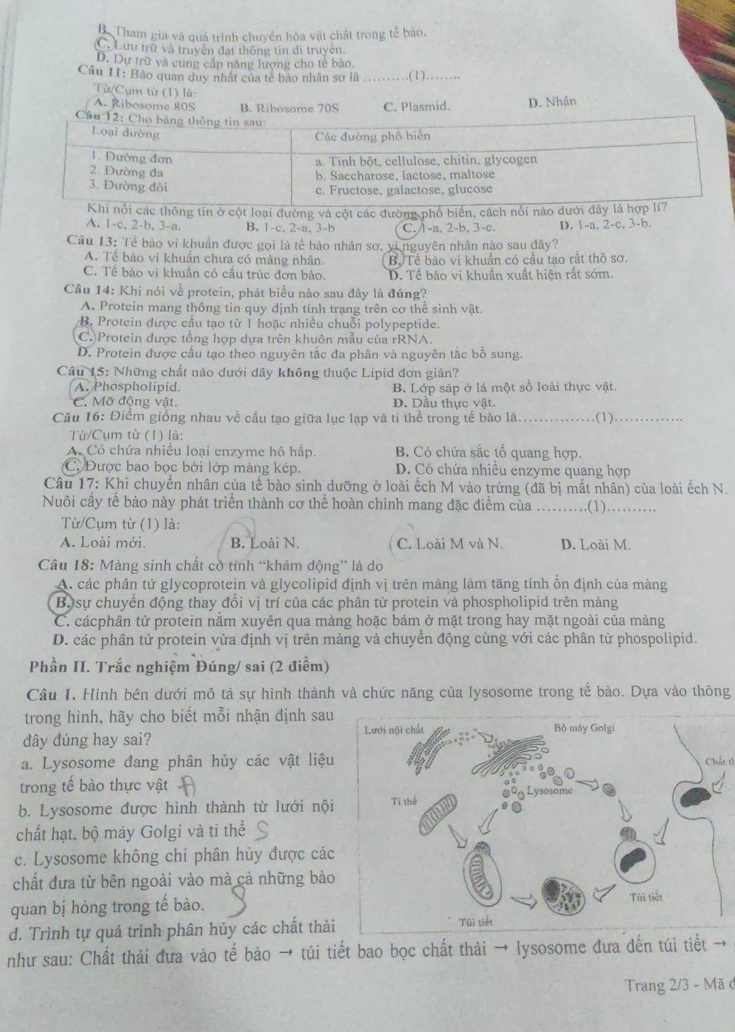 Bộ Tham gia và quá trình chuyền hóa vật chất trong tế bảo.
C. Lưu trữ và truyền đạt thông tin di truyền.
D. Dự trữ và cung cấp năng lượng cho tế bào
Câu 11: Bào quan duy nhất của tế bảo nhân sơ là _.(1)_
Từ(Cụm từ (1) là:
A. Ribosome 80S B. Ribosome 70S C. Plasmid. D. Nhân
tin ở cột loại đường và cột các đường phố biến, cách
A. 1-c、 2-b、 3-a. B. 1-c, 2-a, 3-b C. 1-a, 2-b, 3-c, D. 1-a, 2-c, 3-b.
Câu 13: Tể bào vi khuản được gọi là tế bảo nhân sơ, yì nguyên nhân nào sau đây?
A. Tế bào vi khuẩn chưa có màng nhân. B. Tể bào vi khuẩn có cầu tao rất thō sơ.
C. Tế bào vi khuẩn có cấu trúc đơn bào. D. Tể bảo vi khuẩn xuất hiện rất sớm.
Câu 14: Khi nói về protein, phát biểu nào sau đây là đúng?
A. Protein mang thông tin quy định tỉnh trạng trên cơ thể sinh vật.
B. Protein được cầu tạo từ 1 hoặc nhiều chuỗi polypeptide.
C. Protein được tổng hợp dựa trên khuôn mẫu của rRNA.
D. Protein được cấu tạo theo nguyên tắc đa phân và nguyên tắc bổ sung.
Câu 15: Những chất nào dưới đây không thuộc Lipid đơn giản?
A. Phospholipid. B. Lớp sáp ở lá một số loài thực vật.
C. Mỡ động vật. D. Dầu thực vật.
Câu 16: Điểm giống nhau về cấu tạo giữa lục lạp và ti thể trong tế bào là_ (1)_
Từ/Cụm từ (1) là:
A. Có chứa nhiều loại enzyme hô hấp. B. Có chứa sắc tố quang hợp.
C. Được bao bọc bởi lớp màng kép. D. Có chứa nhiều enzyme quang hợp
Câu 17: Khi chuyển nhân của tế bào sinh dưỡng ở loài ếch M vào trứng (đã bị mất nhân) của loài ếch N.
Nuôi cấy tế bào này phát triển thành cơ thể hoàn chỉnh mang đặc điểm của _.(1)._
Từ/Cụm từ (1) là:
A. Loài mới. B. Loài N. C. Loài M và N. D. Loài M.
Câu 18: Màng sinh chất cờ tính “khảm động” là do
A. các phân tử glycoprotein và glycolipid định vị trên màng làm tăng tính ổn định của màng
B. sự chuyển động thay đổi vị trí của các phân tử proteín và phospholipid trên màng
C. cácphân tử protein nằm xuyên qua màng hoặc bám ở mặt trong hay mặt ngoài của màng
D. các phân tử protein vừa định vị trên màng và chuyển động cùng với các phân tử phospolipid.
Phần II. Trắc nghiệm Đúng/ sai (2 điểm)
Câu I. Hình bên dưới mô tả sự hình thành và chức năng của lysosome trong tế bào. Dựa vào thông
trong hình, hãy cho biết mỗi nhận dịnh sau
đây dúng hay sai? 
a. Lysosome đang phân hủy các vật liệuChấu th
trong tế bào thực vật
b. Lysosome được hình thành từ lưới nội
chất hạt, bộ máy Golgi và ti thể
c. Lysosome không chỉ phân hủy được các
chất đưa từ bên ngoài vào mà cả những bào
quan bị hỏng trong tế bào.
d. Trình tự quá trình phân hủy các chất thải
như sau: Chất thải đưa vào tế bào → túi tiết bao bọc chất thải → lysosome đưa đến túi tiết →
Trang 2/3 - Mã ở