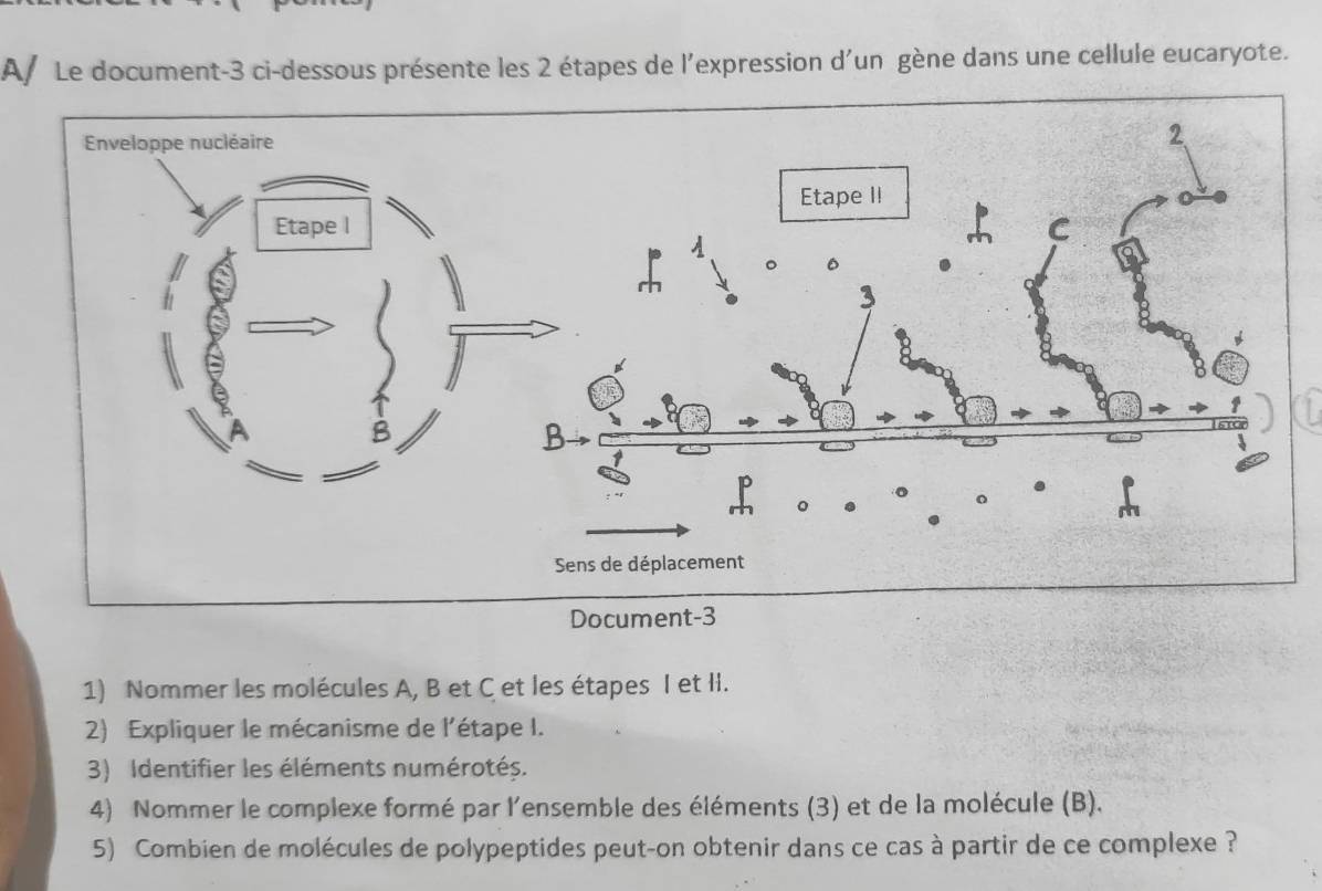 A/ Le document- 3 ci-dessous présente les 2 étapes de l'expression d'un gène dans une cellule eucaryote. 
1) Nommer les molécules A, B et C et les étapes I et II. 
2) Expliquer le mécanisme de l'étape I. 
3) Identifier les éléments numérotés. 
4) Nommer le complexe formé par l'ensemble des éléments (3) et de la molécule (B). 
5) Combien de molécules de polypeptides peut-on obtenir dans ce cas à partir de ce complexe ?