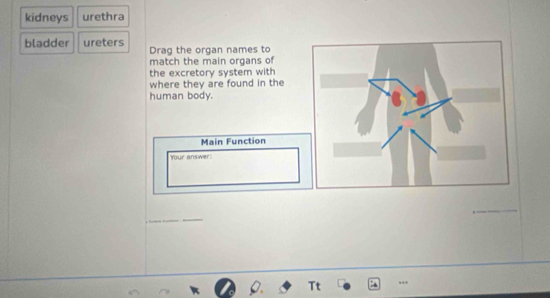 kidneys urethra 
bladder ureters Drag the organ names to 
match the main organs of 
the excretory system with 
where they are found in the 
human body. 
Main Function 
Your answer: 
_ 
...