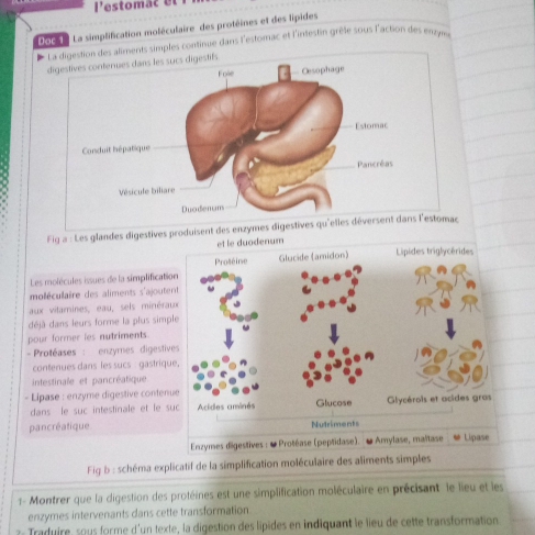 Pestomac et 
Doc 1 : La simplification moléculaire des protéines et des lipides 
*estion des aliments simples continue dans l'estomac et l'intestin grèle sous l'action des emyn 
Fig a : Les glandes digestives produisent des enzymes di 
et le duodenum 
Les molécules issues de la simplification Prošéine Glucide (amidon) Lipides triglycérides 
moléculaire des aliments s'ajouternit 
aux vitamines, eau, sels minéraux 
déjà dans leurs forme la plus simple 
pour former les nutriments. 
Protéases : enzymes digestives 
contenues dans les sucs : gastrique, 
intestinale et pancréatique 
- Lipase : enzyme digestive contenue 
dans le suc intestinale et le suc Acides aminés Glucose Glycérois et acides gras 
pancréatique Nutriments 
Enzynses digestives : # Protéase (peptidase). - Arnylase, malitase # Lipase 
Fig b : schéma explicatif de la simplification moléculaire des aliments simples 
1- Montrer que la digestion des protéines est une simplification moléculaire en précisant le lieu et les 
enzymes intervenants dans cette transformation 
z: Traduire, sous forme d'un texte, la digestion des lipides en indiquant le lieu de cette transformation