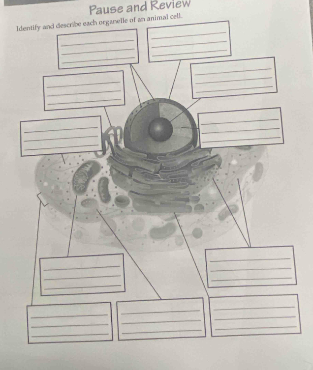 Pause and Review 
Ile of an animal cell.