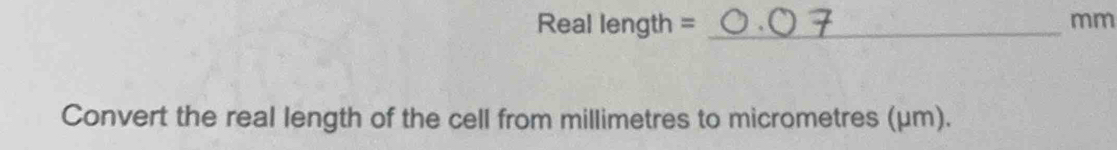 Real length = _ mm
Convert the real length of the cell from millimetres to micrometres (μm).