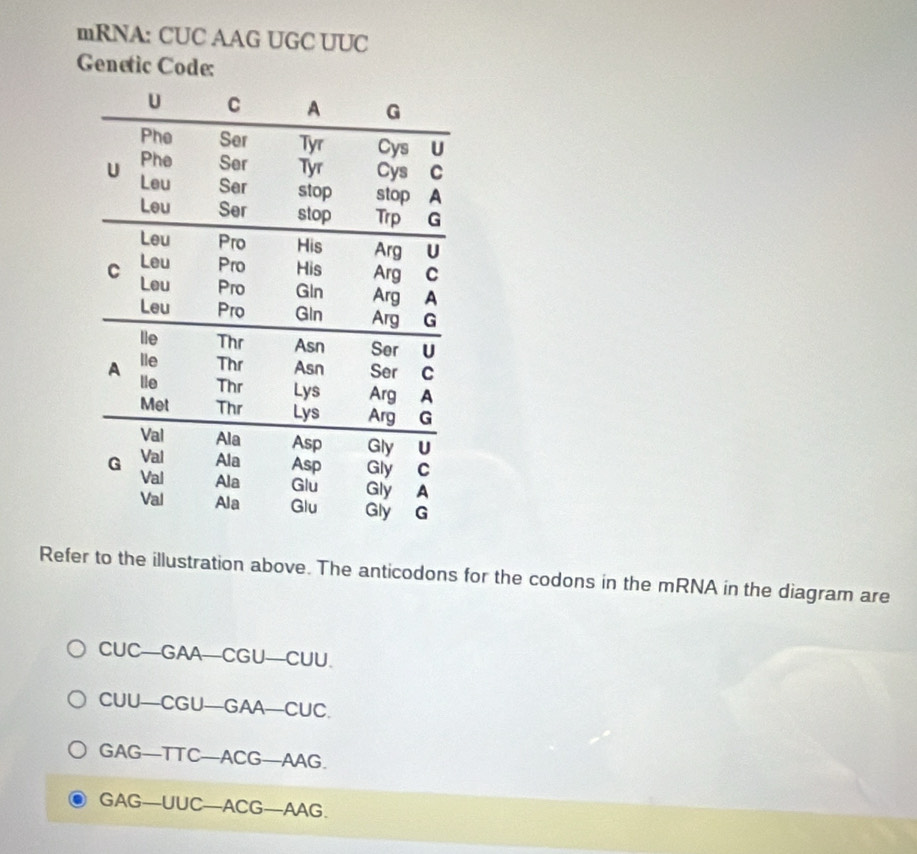 mRNA: CUC AAG UGC UUC
Genetic Code:
Refer to the illustration above. The anticodons for the codons in the mRNA in the diagram are
CUC-GAA-CGU-CUU.
CUU-CGU-GAA-CUC.
GAG-TTC-ACG-AAG.
GAG-UUC-ACG-AAG.