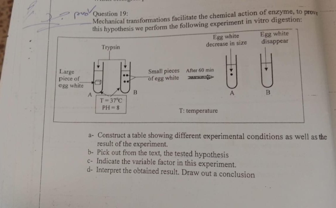 Mechanical transformations facilitate the chemical action of enzyme, to prove
this hypothesis we perform the following experiment in vitro digestion:
Egg white Egg white
decrease in size disappear
fter 60 min
B
temperature
a- Construct a table showing different experimental conditions as well as the
result of the experiment.
b- Pick out from the text, the tested hypothesis
c- Indicate the variable factor in this experiment.
d- Interpret the obtained result. Draw out a conclusion