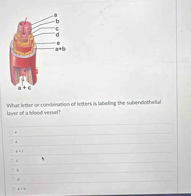 What letter or combination of letters is labeling the subendothelial
layer of a blood vessel?
e
a
a+c
C
b
d
a+b