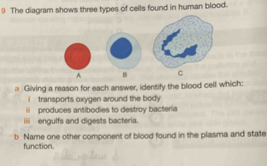 The diagram shows three types of cells found in human blood. 
A 
B 
C 
a Giving a reason for each answer, identify the blood cell which: 
i transports oxygen around the body 
ii produces antibodies to destroy bacteria 
iii engulfs and digests bacteria. 
b Name one other component of blood found in the plasma and state 
function.