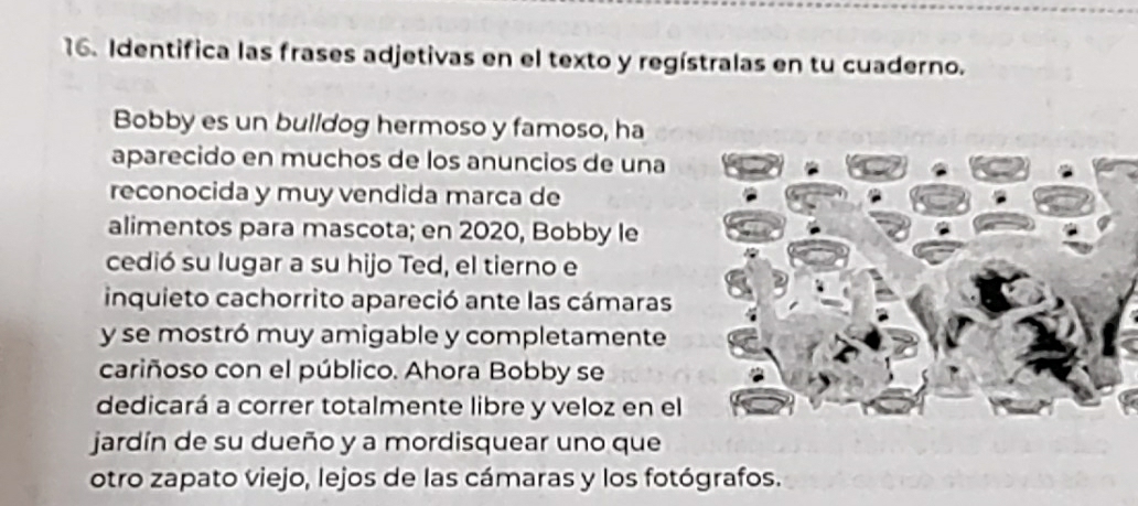 Identifica las frases adjetivas en el texto y regístralas en tu cuaderno. 
Bobby es un bulldog hermoso y famoso, ha 
aparecido en muchos de los anuncios de una 
reconocida y muy vendida marca de 
alimentos para mascota; en 2020, Bobby le 
cedió su lugar a su hijo Ted, el tierno e 
inquieto cachorrito apareció ante las cámaras 
y se mostró muy amigable y completamente 
cariñoso con el público. Ahora Bobby se 
dedicará a correr totalmente libre y veloz en el 
jardín de su dueño y a mordisquear uno que 
otro zapato viejo, lejos de las cámaras y los fotógrafos.