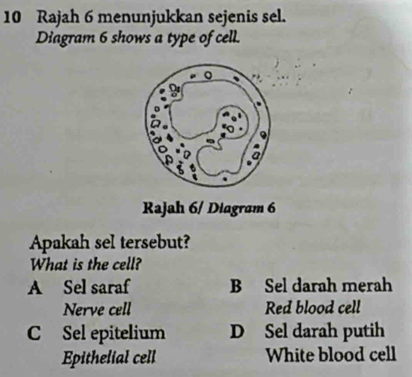 Rajah 6 menunjukkan sejenis sel.
Diagram 6 shows a type of cell.
Rajah 6/ Diagram 6
Apakah sel tersebut?
What is the cell?
A Sel saraf B Sel darah merah
Nerve cell Red blood cell
C Sel epitelium D Sel darah putih
Epithelial cell White blood cell