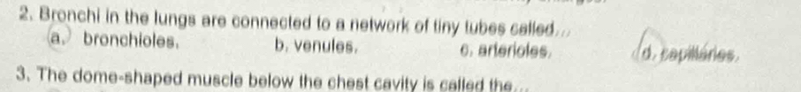 Bronchi in the lungs are connected to a network of tiny tubes called.
a. bronchioles. b. venules. c. arterioles. d. sapilláres.
3. The dome-shaped muscle below the chest cavity is called the...