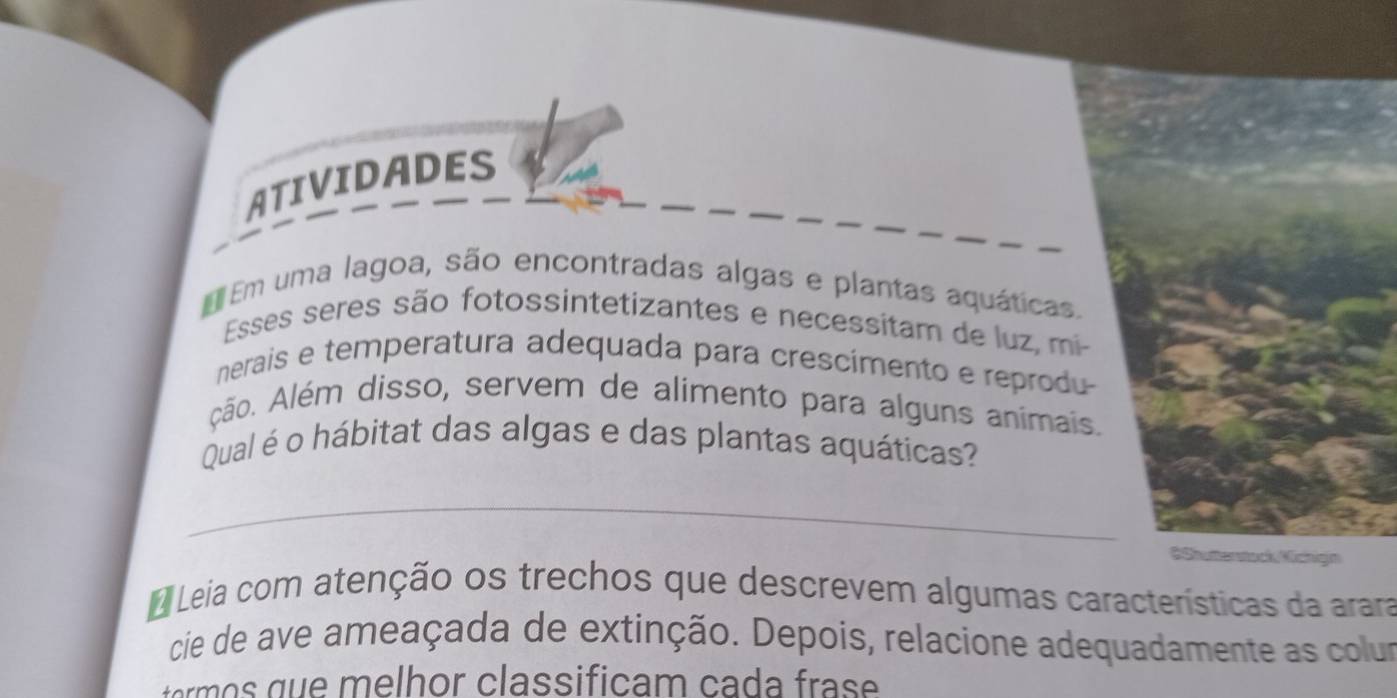 ATIVIDADES 
E Em uma lagoa, são encontradas algas e plantas aquáticas. 
Esses seres são fotossintetizantes e necessitam de luz, mi 
nerais e temperatura adequada para crescimento e reprod 
ção. Além disso, servem de alimento para alguns animai 
Qual é o hábitat das algas e das plantas aquáticas? 
_ 
O Leia com atenção os trechos que descrevem algumas características da arara 
cie de ave ameaçada de extinção. Depois, relacione adequadamente as colur 
e h or classific am c a a