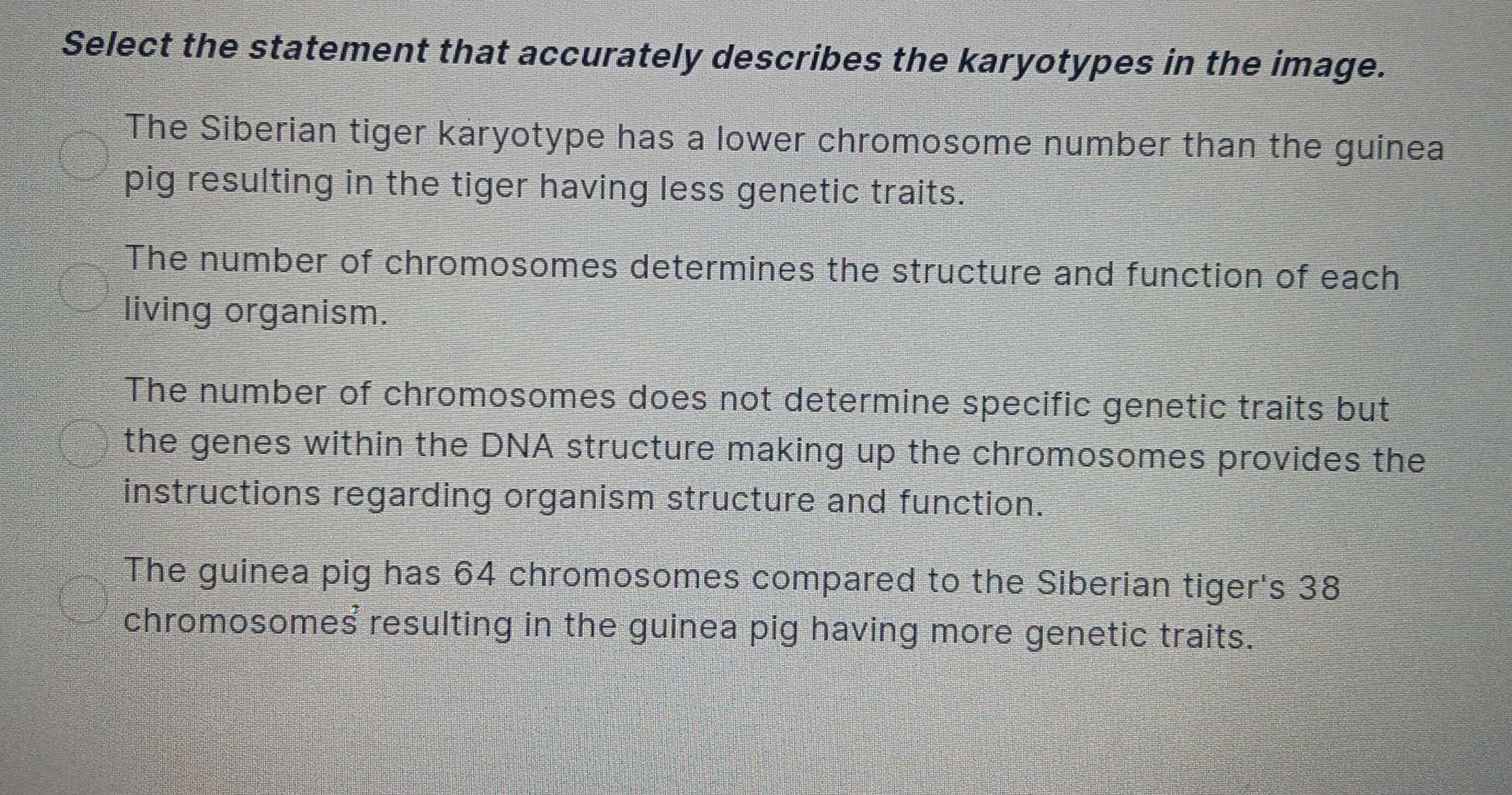 Select the statement that accurately describes the karyotypes in the image.
The Siberian tiger karyotype has a lower chromosome number than the guinea
pig resulting in the tiger having less genetic traits.
The number of chromosomes determines the structure and function of each
living organism.
The number of chromosomes does not determine specific genetic traits but
the genes within the DNA structure making up the chromosomes provides the
instructions regarding organism structure and function.
The guinea pig has 64 chromosomes compared to the Siberian tiger's 38
chromosomes resulting in the guinea pig having more genetic traits.