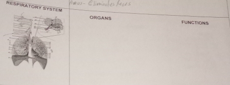 Amus- 
RESPIRATORY SYSTEM 
ORGANS FUNCTIONS