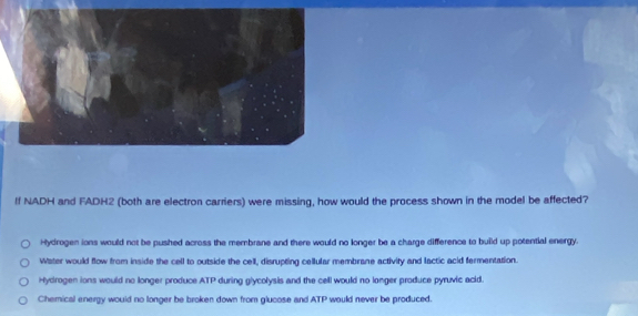 If NADH and FADH2 (both are electron carriers) were missing, how would the process shown in the model be affected?
Hydrogen ions would not be pushed across the membrane and there would no longer be a charge difference to build up potential energy.
Water would flow from inside the cell to outside the cell, disrupting cellular membrane activity and lactic acid fermentation.
Hydrogen ions would no longer produce ATP during glycolysis and the cell would no longer produce pyruvic acid.
Chemical energy would no longer be broken down from glucose and ATP would never be produced.