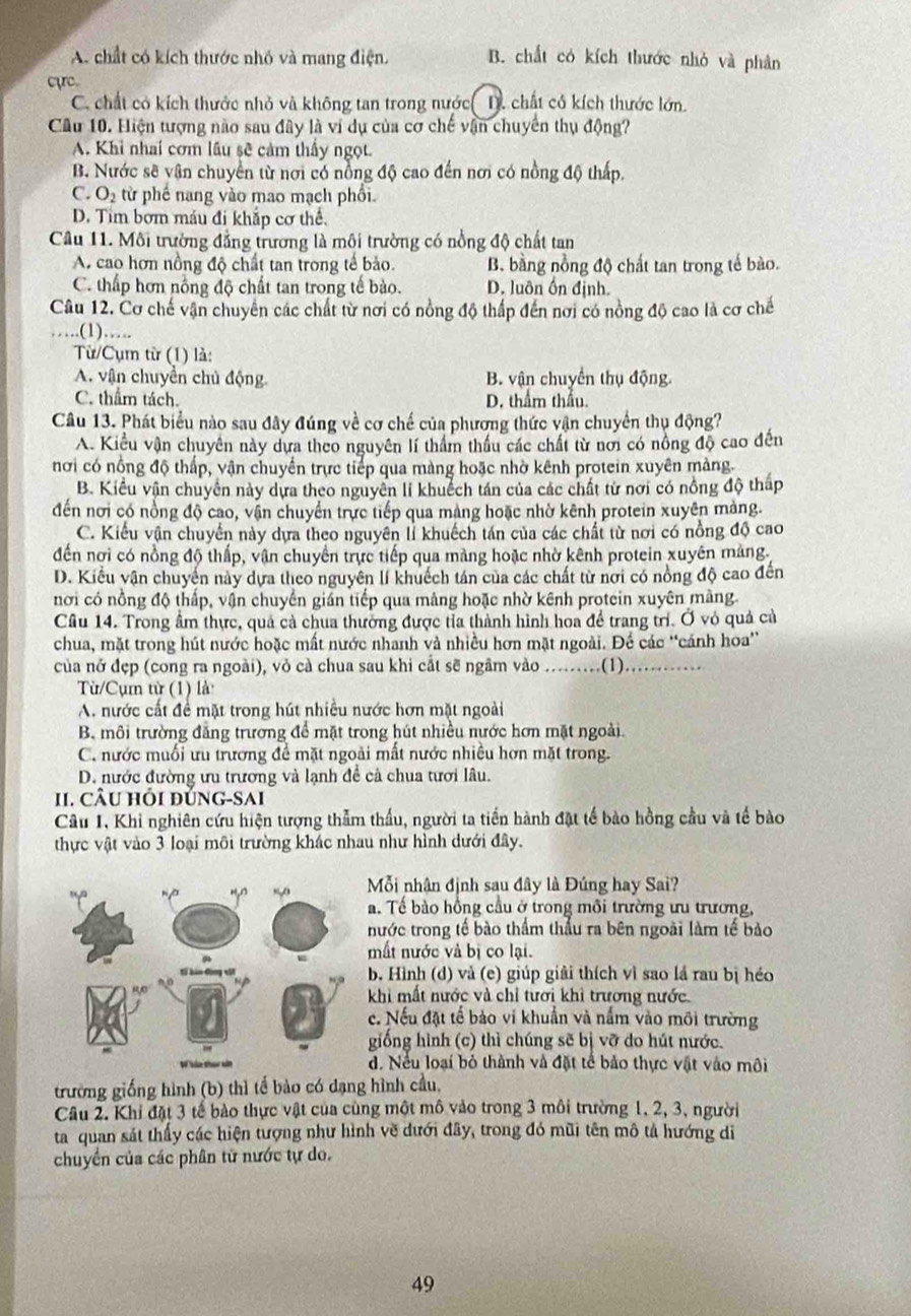 A. chất có kích thước nhỏ và mang điện. B. chất có kích thước nhỏ và phân
cực.
C. chất có kích thước nhỏ và không tan trong nước D. chất cô kích thước lớn.
Câu 10. Hiện tượng nào sau đây là ví dụ của cơ chế vận chuyển thụ động?
A. Khi nhai cơm lầu sẽ cảm thấy ngọt.
B. Nước sẽ vận chuyển từ nơi có nồng độ cao đến nơi có nồng độ thấp.
C. O₂ từ phế nang vào mao mạch phối.
D. Tim bơm máu đi khắp cơ thể,
Câu 11. Môi trường đẳng trương là môi trường có nồng độ chất tan
A. cao hơn nồng độ chất tan trong tế bảo. B. bằng nồng độ chất tan trong tế bào.
C. thấp hơn nồng độ chất tan trong tế bào. D. luôn ổn định.
Câu 12. Cơ chế vận chuyển các chất từ nơi có nồng độ thấp đến nơi có nồng độ cao là cơ chế
…….(1)……..
Từ/Cụm từ (1) là:
A. vận chuyền chủ động. B. vận chuyển thụ động.
C. thẩm tách. D. thẩm thầu.
Câu 13. Phát biểu nào sau đây đúng về cơ chế của phương thức vận chuyển thụ động?
A. Kiểu vận chuyên này dựa theo nguyên lí thẩm thầu các chất từ nơi có nồng độ cao đến
nơi có nổng độ thấp, vận chuyển trực tiếp qua màng hoặc nhờ kênh protein xuyên màng.
B. Kiểu vận chuyên này dựa theo nguyên li khuếch tán của các chất từ nơi có nồng độ thấp
đến nơi có nồng độ cao, vận chuyển trực tiếp qua màng hoặc nhờ kênh protein xuyên màng.
C. Kiểu vận chuyển này dựa theo nguyên lỉ khuếch tán của các chất từ nơi có nồng độ cao
đến nơi có nồng độ thấp, vận chuyển trực tiếp qua màng hoặc nhờ kênh protein xuyên mảng.
D. Kiểu vận chuyển này dựa theo nguyên lí khuếch tán của các chất từ nơi có nồng độ cao đến
nơi có nồng độ thấp, vận chuyển giản tiếp qua mảng hoặc nhờ kênh protein xuyên màng.
Cầu 14. Trong ẩm thực, quáả cả chua thường được tỉa thành hình hoa để trang trí. Ở vỏ quả cả
chua, mặt trong hút nước hoặc mất nước nhanh và nhiều hơn mặt ngoài. Để các “cánh hoa”
của nở đẹp (cong ra ngoài), vỏ cà chua sau khi cắt sẽ ngâm vào .........(1)............
Từ/Cụm từ (1) là
A. nước cất để mặt trong hút nhiều nước hơn mặt ngoài
B môi trường đẳng trương để mặt trong hút nhiều nước hơn mặt ngoài.
C. nước muối ưu trương đề mặt ngoài mất nước nhiều hơn mặt trong.
D. nước đường ưu trương và lạnh đề cả chua tưới lâu.
II. CÂU HỏI đÚNG-SAI
Câu I, Khi nghiên cứu hiện tượng thẫm thấu, người ta tiến hành đặt tế bào hồng cầu và tế bào
thực vật vào 3 loại môi trường khác nhau như hình dưới đây.
Mỗi nhân định sau đây là Đúng hay Sai?
a. Tế bào hồng cầu ở trong môi trường ưu trương,
hước trong tế bào thẩm thầu ra bên ngoài làm tế bào
mất nước và bị co lại.
b. Hình (d) và (e) giúp giải thích vì sao lá rau bị héo
khi mất nước và chỉ tưới khỉ trương nước.
c. Nếu đặt tế bảo vi khuẩn và nấm vào môi trường
giống hình (c) thì chúng sẽ bị vỡ do hút nước.
d. Neu loại bỏ thành và đặt tế bảo thực vật vào môi
trường giống hình (b) thì tế bảo có dạng hình cầu,
Câu 2. Khi đặt 3 tế bào thực vật của cùng một mô vào trong 3 môi trường 1. 2, 3, người
ta quan sát thấy các hiện tượng như hình vẽ đưới đãy, trong đó mũi tên mô tả hướng di
chuyển của các phân từ nước tự do.
49