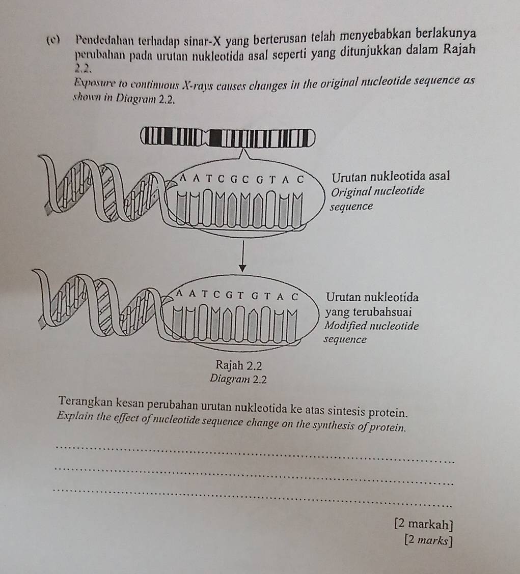 Pendedahan terhadap sinar- X yang berterusan telah menyebabkan berlakunya 
perubahan pada urutan nukleotida asal seperti yang ditunjukkan dalam Rajah 
2.2. 
Exposure to continuous X -rays causes changes in the original nucleotide sequence as 
shown in Diagram 2.2. 
.2 
Terangkan kesan perubahan urutan nukleotida ke atas sintesis protein. 
Explain the effect of nucleotide sequence change on the synthesis of protein. 
_ 
_ 
_ 
[2 markah] 
[2 marks]