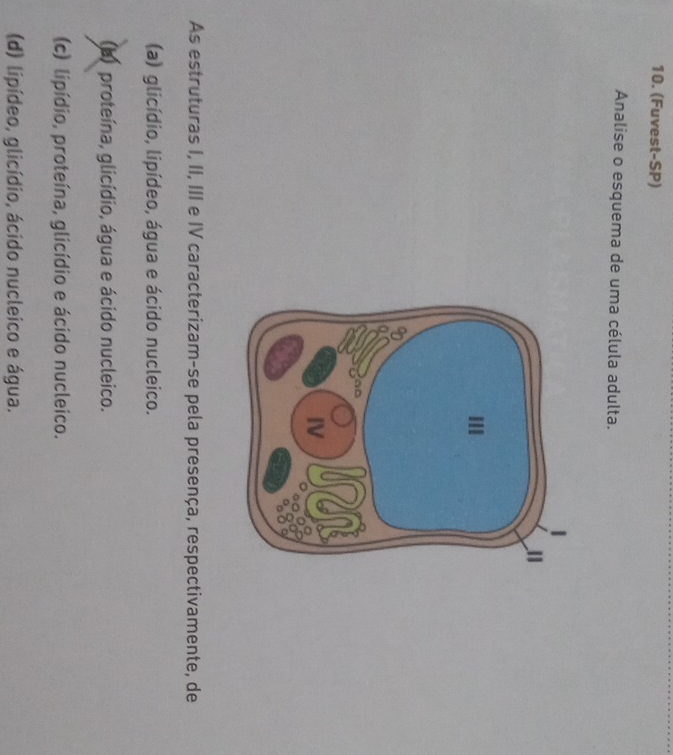 (Fuvest-SP)
Analise o esquema de uma célula adulta.
As estruturas I, II, III e IV caracterizam-se pela presença, respectivamente, de
(a) glicídio, lipídeo, água e ácido nucleico.
(b) proteína, glicídio, água e ácido nucleico.
(c) lipídio, proteína, glicídio e ácido nucleico.
(d) lipídeo, glicídio, ácido nucleico e água.