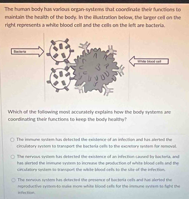 The human body has various organ-systems that coordinate their functions to
maintain the health of the body. In the illustration below, the larger cell on the
right represents a white blood cell and the cells on the left are bacteria.
Which of the following most accurately explains how the body systems are
coordinating their functions to keep the body healthy?
The immune system has detected the existence of an infection and has alerted the
circulatory system to transport the bacteria cells to the excretory system for removal.
The nervous system has detected the existence of an infection caused by bacteria, and
has alerted the immune system to increase the production of white blood cells and the
circulatory system to transport the white blood cells to the site of the infection.
The nervous system has detected the presence of bacteria cells and has alerted the
reproductive system to make more white blood cells for the immune system to fight the
infection.