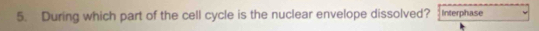 During which part of the cell cycle is the nuclear envelope dissolved? Interphase