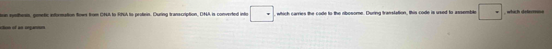 tein synthesis, genetic information flows from DNA to RNA to protein. During transcription, DNA is converted into □ which carries the code to the ribosome. During translation, this code is used to assemble □ , which delermine 
ction of an organism