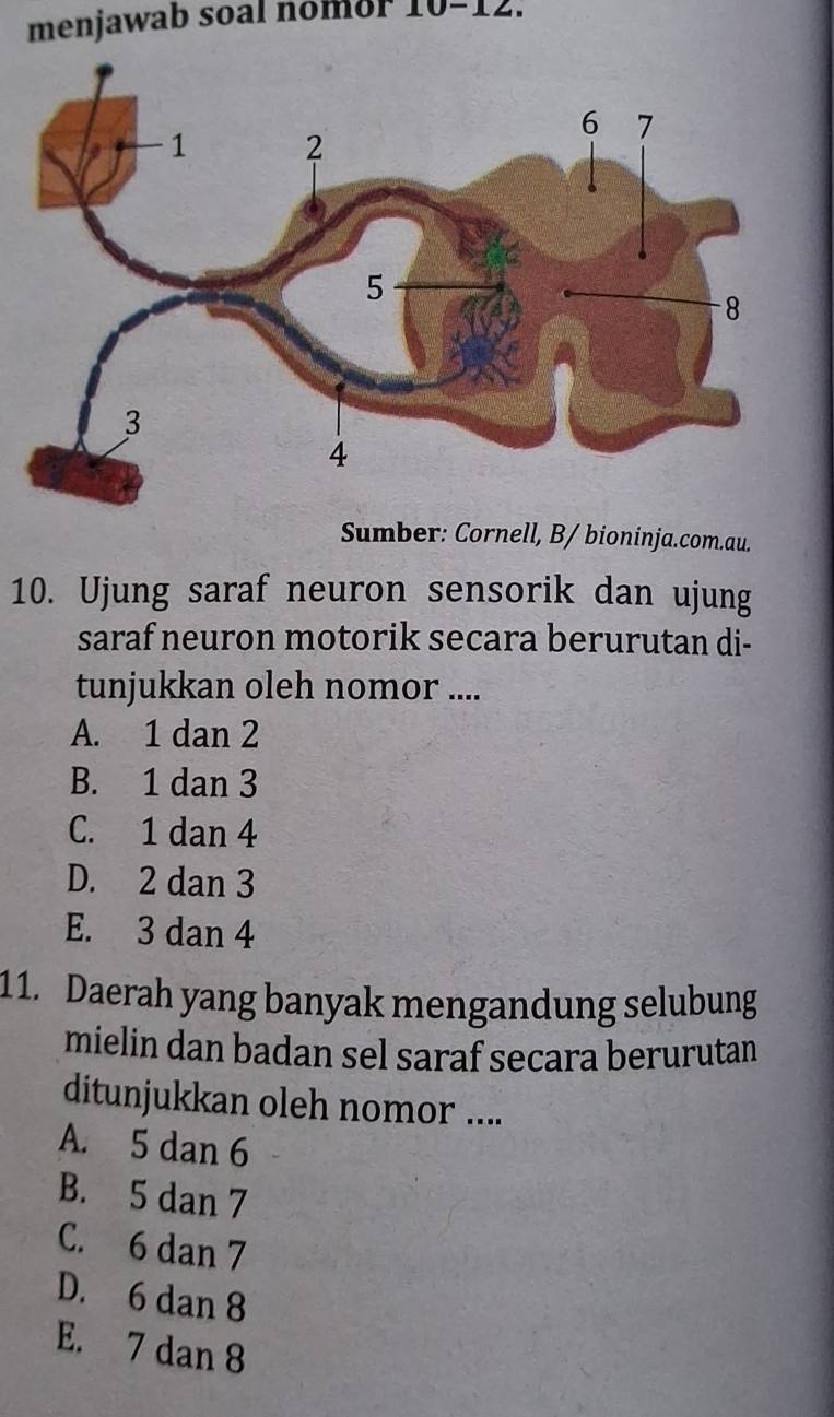 menjawab soal nomor 10-12.
Sumber: Cornell, B/ bioninja.com.au.
10. Ujung saraf neuron sensorik dan ujung
saraf neuron motorik secara berurutan di-
tunjukkan oleh nomor ....
A. 1 dan 2
B. 1 dan 3
C. 1 dan 4
D. 2 dan 3
E. 3 dan 4
11. Daerah yang banyak mengandung selubung
mielin dan badan sel saraf secara berurutan
ditunjukkan oleh nomor ....
A. 5 dan 6
B. 5 dan 7
C. 6 dan 7
D. 6 dan 8
E. 7 dan 8