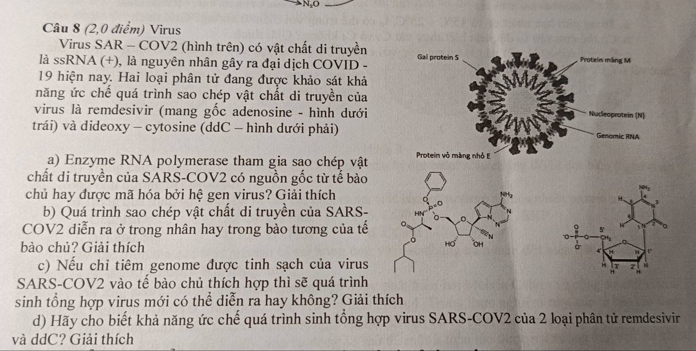 N₂O
Câu 8 (2,0 điểm) Virus
Virus SAR - COV2 (hình trên) có vật chất di truyền
là ssRNA (+), là nguyên nhân gây ra đại dịch COVID -
19 hiện nay. Hai loại phân tử đang được khảo sát khả
năng ức chế quá trình sao chép vật chất di truyền của
virus là remdesivir (mang gốc adenosine - hình dưới
trái) và dideoxy - cytosine (ddC - hình dưới phải)
a) Enzyme RNA polymerase tham gia sao chép vật
chất di truyền của SARS-COV2 có nguồn gốc từ tế bào
chủ hay được mã hóa bởi hệ gen virus? Giải thích
b) Quá trình sao chép vật chất di truyền của SARS-
COV2 diễn ra ở trong nhân hay trong bào tương của tế
bào chủ? Giải thích 
c) Nếu chỉ tiêm genome được tinh sạch của virus
SARS-COV2 vào tế bào chủ thích hợp thì sẽ quá trình
sinh tổng hợp virus mới có thể diễn ra hay không? Giải thích
d) Hãy cho biết khả năng ức chế quá trình sinh tổng hợp virus SARS-COV2 của 2 loại phân tử remdesivir
và ddC? Giải thích