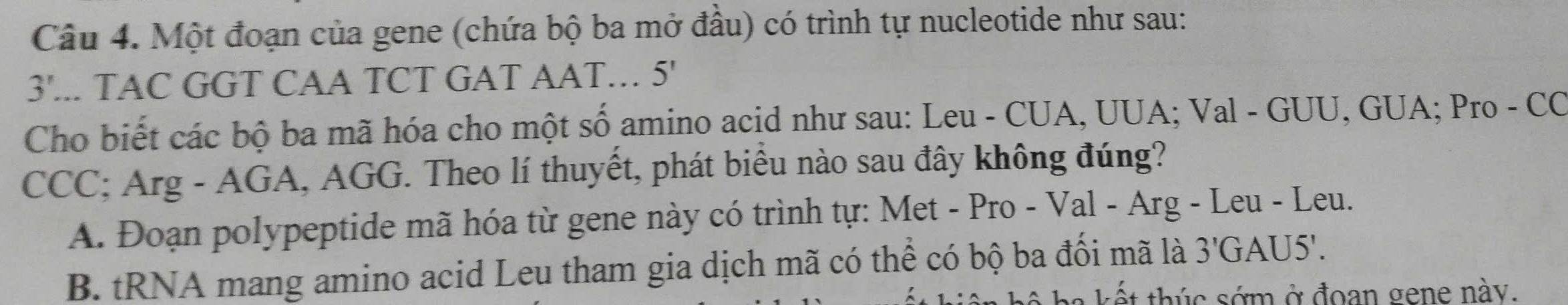 Một đoạn của gene (chứa bộ ba mở đầu) có trình tự nucleotide như sau:
3'... TAC GGT CAA TCT GAT AAT… 5'
Cho biết các bộ ba mã hóa cho một số amino acid như sau: Leu - CUA, UUA; Val - GUU, GUA; Pro - CC
CCC; Arg - AGA, AGG. Theo lí thuyết, phát biểu nào sau đây không đúng?
A. Đoạn polypeptide mã hóa từ gene này có trình tự: Met - Pro - Val - Arg - Leu - Leu.
B. tRNA mang amino acid Leu tham gia dịch mã có thể có bộ ba đối mã là 3' GAU5'.
ết thúc sớm ở đoan gene này.