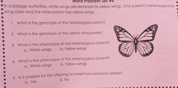 Word Problém Set #4
In cabbage butterflies, white wings are dominant to yellow wings. One parent is heterozygous for
wing color and the other parent has yellow wings.
1. What is the genotype of the heterozygous parent:
2. What is the genotype of the yellow wing parent:
3. What is the phenotype of the heterozygous parent?
a. White wings b. Yellow wings
4. What is the phenotype of the heterozygous parent?
a. White wings b. Yellow wings
5. Is it possible for the offspring to inherit two recessive alleles?
b. No
a. Yes