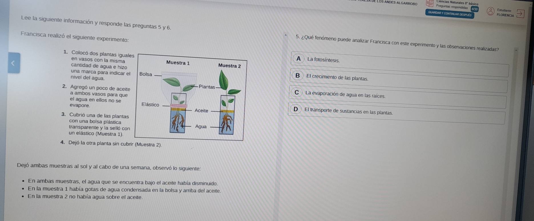 É Los andes-algarrobo Preguntas respondidas Estudiante
UARDAR Y CONTINUAR DESPUÉ FLORENCIA
Lee la siguiente información y responde las preguntas 5 y 6. 5. ¿Qué fenómeno puede analizar Francisca con este experimento y las observaciones realizadas?
Francisca realizó el siguiente experimento:
1. Colocó dos plantas igual
A La fotosíntesis.
en vasos con la misma
cantidad de agua e hizoB) El crecimiento de las plantas.
una marca para indicar e
nivel del agua.
2. Agregó un poco de aceit
C La evaporación de agua en las raíces.
a ambos vasos para que
evapore.
el agua en ellos no seD El transporte de sustancias en las plantas.
3. Cubrió una de las plantas
con una bolsa plástica
transparente y la selló co
un elástico (Muestra 1).
4. Dejó la otra planta sin cubrir (Muestra 2)
Dejó ambas muestras al sol y al cabo de una semana, observó lo siguiente:
En ambas muestras, el agua que se encuentra bajo el aceite había disminuido.
En la muestra 1 había gotas de agua condensada en la bolsa y arriba del aceite.
En la muestra 2 no había agua sobre el aceite.