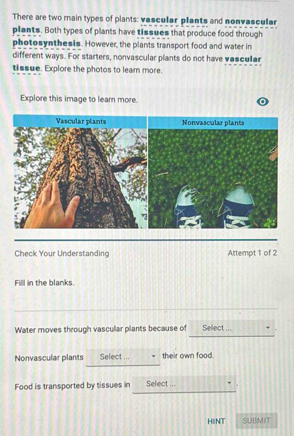 There are two main types of plants: vascular plants and nonvascular 
plants. Both types of plants have tissues that produce food through 
photosynthesis. However, the plants transport food and water in 
different ways. For starters, nonvascular plants do not have vascular 
tissue. Explore the photos to learn more. 
Explore this image to learn more. 
Check Your Understanding Attempt 1 of 2 
Fill in the blanks. 
Water moves through vascular plants because of Select ... 
Nonvascular plants Select ... their own food. 
Food is transported by tissues in Select ... 
HINT SUBMIT
