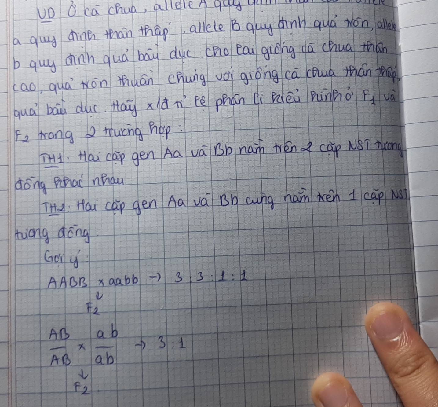 UD O ca chua, alleleA qug qui 
a quy dina than thàp, allele B quy chnn quá wén, alle 
b quy chnh quà bāi duc cho eai giòng dā chua thān 
(ao, qua Nòn thuān chung vǒi giòng cā cQuà tán fāp 
quài bāù duc. Haā xd ní cē phán li Bèi pinnǒ F_1 va
F_2 mrong tucng hap : 
TH1: Hai cāp gén Aa vá Bb nain trén cap NSī Tong 
dong Bhai nhdu 
T Hai cap gén Aa vá Bb aung ham xēn I cāp N 
hiáng qòng 
Gony 
AABB * aabb 3:3:1:1
F_2^(2
frac AB)AB*  ab/ab to 3.1
F_2