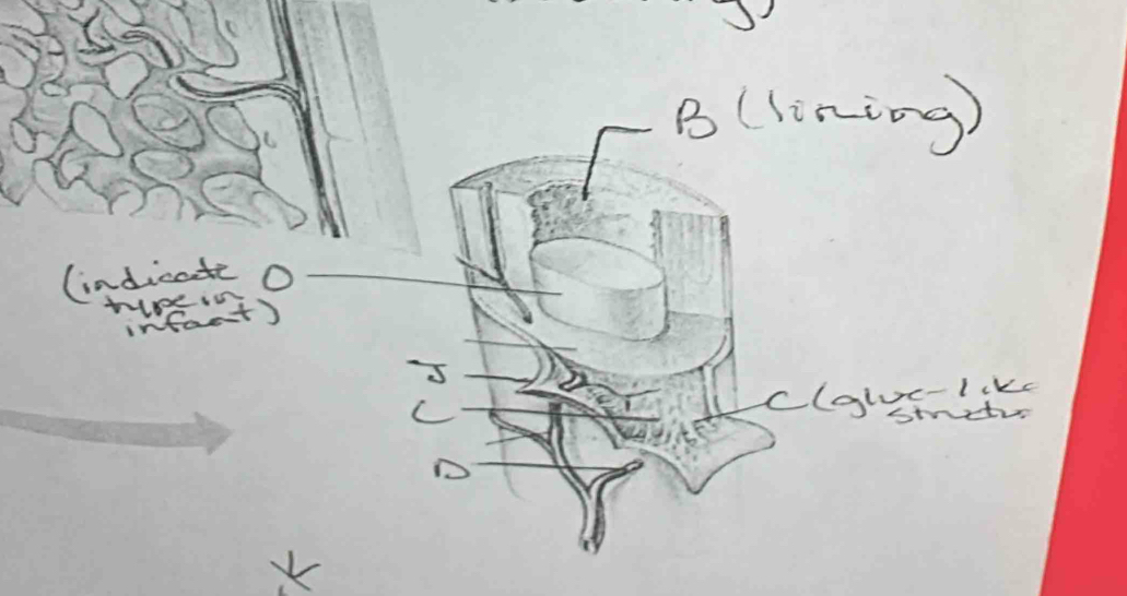 (lining) 
(indicatic O 
tuot) 
C 
clabsit 
D