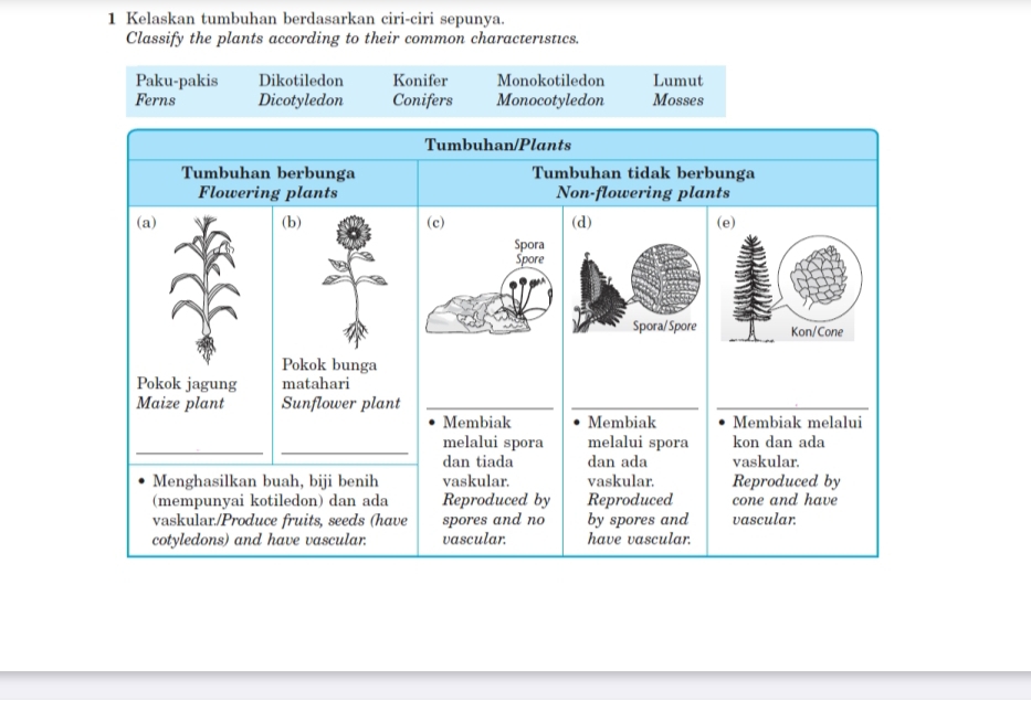 Kelaskan tumbuhan berdasarkan ciri-ciri sepunya.
Classify the plants according to their common characteristics.
Paku-pakis Dikotiledon Konifer Monokotiledon Lumut
Ferns Dicotyledon Conifers Monocotyledon Mosses