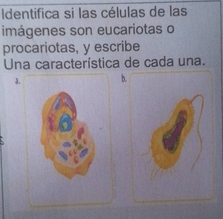 Identifica si las células de las
imágenes son eucariotas o
procariotas, y escribe
Una característica de cada una.
a.
b.