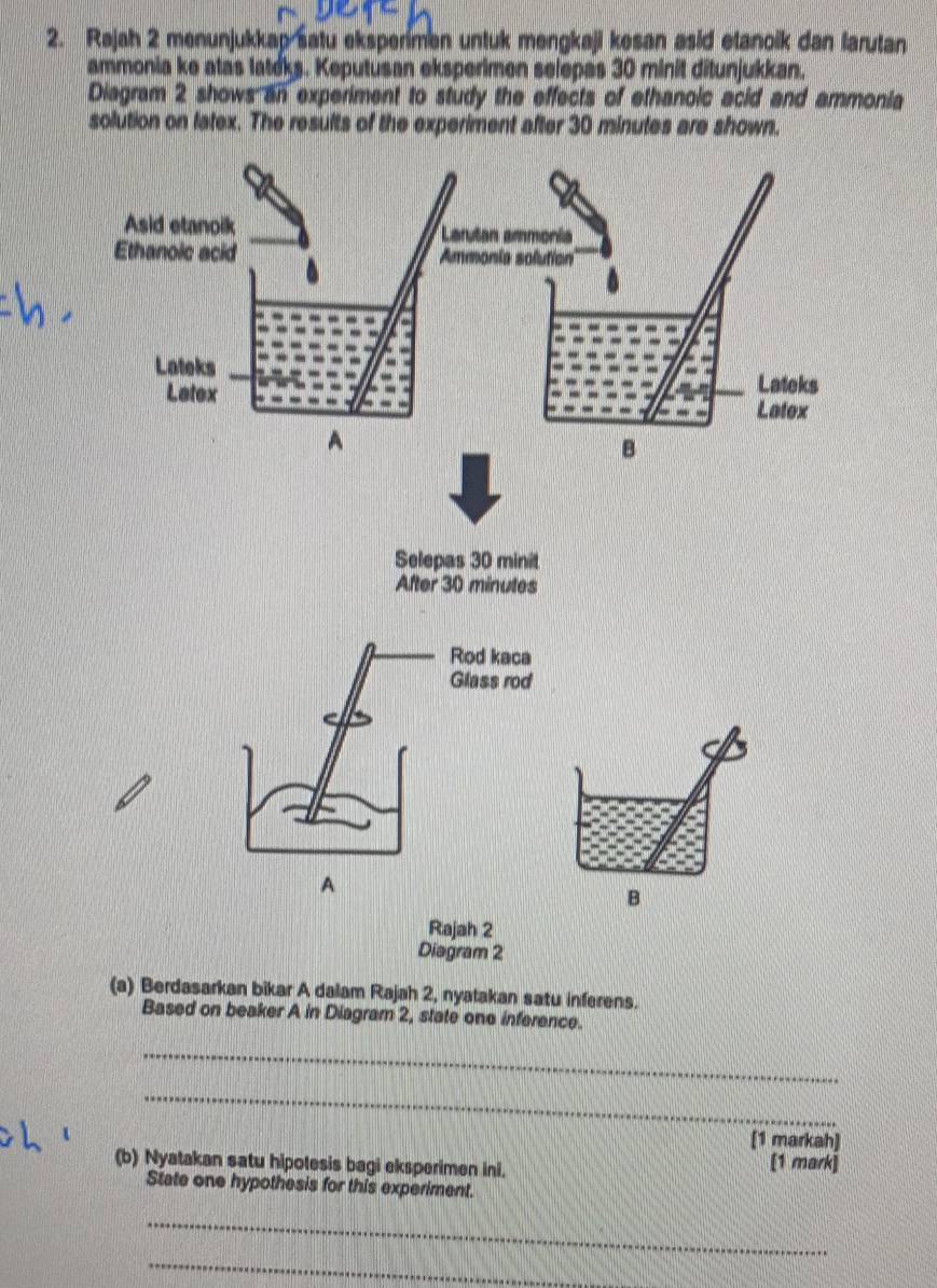 Rajah 2 menunjukkap satu ekspenmen untuk mengkaji kesan asid etanoik dan larutan 
ammonia ke atas latcks. Keputusan eksperimen selepas 30 minit ditunjukkan. 
Diagram 2 shows an experiment to study the effects of ethanoic acid and ammonia 
solution on latex. The results of the experiment after 30 minutes are shown. 
(a) Berdasarkan bikar A dalam Rajah 2, nyatakan satu inferens. 
Based on beaker A in Diagram 2, state one inference. 
_ 
_ 
[1 markah] 
(b) Nyatakan satu hipotesis bagi eksperimen ini. [1 mark] 
State one hypothesis for this experiment. 
_ 
_