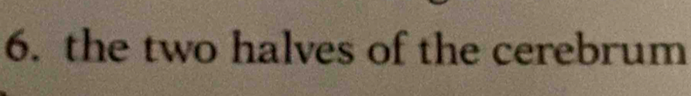 the two halves of the cerebrum