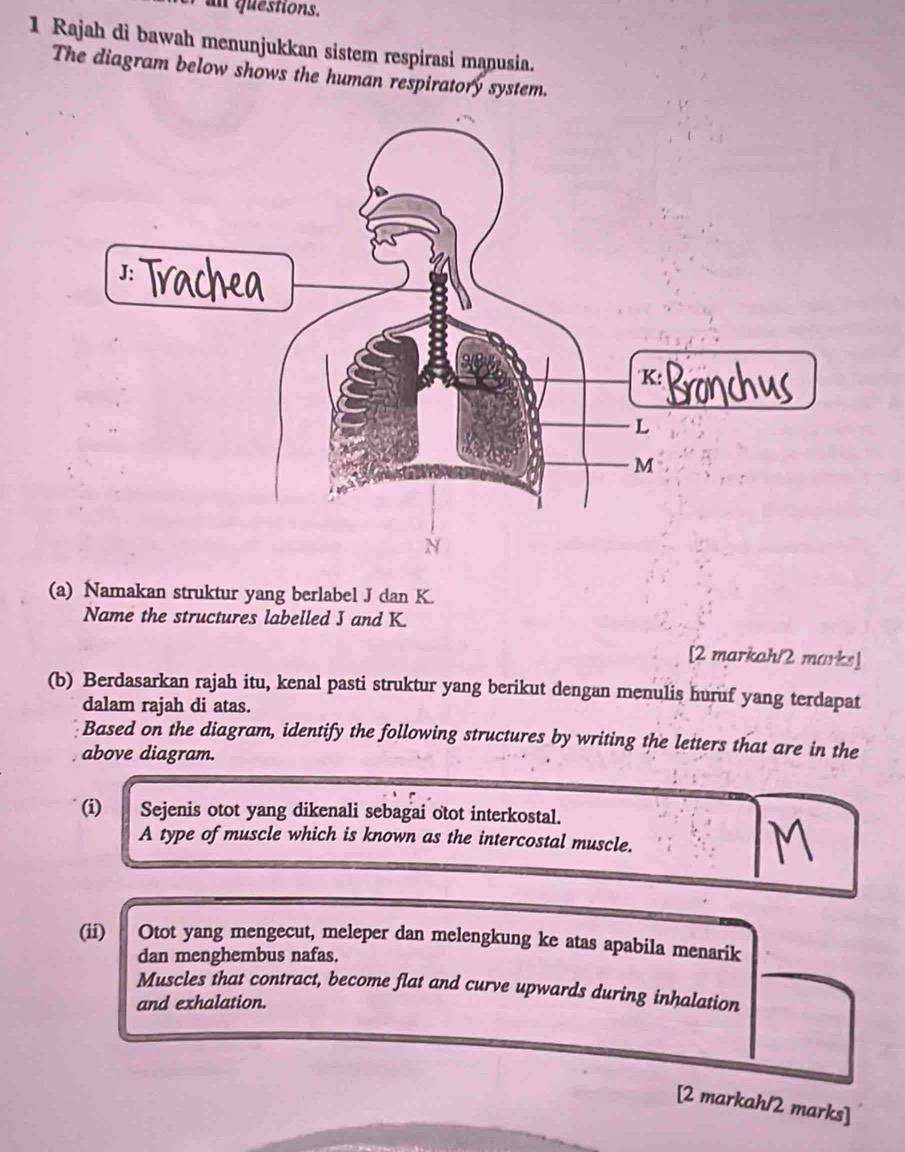 un questions. 
1 Rajah di bawah menunjukkan sistem respirasi manusia. 
The diagram below shows the human respiratory system. 
(a) Namakan struktur yang berlabel J dan K. 
Name the structures labelled J and K. 
[2 markah/2 marks] 
(b) Berdasarkan rajah itu, kenal pasti struktur yang berikut dengan menulis huruf yang terdapat 
dalam rajah di atas. 
Based on the diagram, identify the following structures by writing the letters that are in the 
above diagram. 
(i) Sejenis otot yang dikenali sebagai otot interkostal. 
A type of muscle which is known as the intercostal muscle. 
(ii) Otot yang mengecut, meleper dan melengkung ke atas apabila menarik 
dan menghembus nafas. 
Muscles that contract, become flat and curve upwards during inhalation 
and exhalation. 
[2 markah/2 marks]