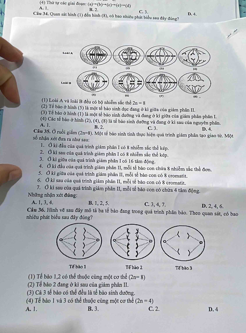 (4) Thứ tự các giai đoạn: (a)to (b)to (c)to (e)to (d)
A. 1. B. 2. C. 3.
Câu 34. Quan sát hình (1) đến hình (8), có bao nhiêu phát biểu sau đây đúng? D. 4.
(1) Loài A và loài B đều có bộ nhiễm sắc thể 2n=8
(2) Tế bào ở hình (5) là một tế bào sinh dục đang ở kì giữa của giảm phân II.
(3) Tế bào ở hình (1) là một tế bào sinh dưỡng và đang ở kì giữa của giảm phân phân I.
(4) Các tế bào ở hình (2), (4), (8) là tế bào sinh dưỡng và đang ở kì sau của nguyên phân.
A. 1. B. 2. C. 3. D. 4.
Câu 35. Ở ruồi giấm (2n=8) Một tế bảo sinh tinh thực hiện quá trình giảm phân tạo giao tử. Một
số nhận xét đưa ra như sau:
1. Ở kì đầu của quá trình giảm phân I có 8 nhiễm sắc thể kép.
2. Ở kì sau của quá trình giảm phân I có 8 nhiễm sắc thể kép.
3. Ở kì giữa của quá trình giảm phân I có 16 tâm động.
4. Ở kì đầu của quá trình giảm phân II, mỗi tế bào con chứa 8 nhiễm sắc thể đơn.
5. Ở kì giữa của quá trình giảm phân II, mỗi tế bào con có 8 cromatit.
6. Ở kì sau của quá trình giảm phân II, mỗi tế bào con có 8 cromatit.
7. Ở kì sau của quá trình giảm phân II, mỗi tế bào con có chứa 4 tâm động.
Những nhận xét đúng:
A. 1, 3, 4. B. 1, 2, 5. C. 3, 4, 7. D. 2, 4, 6.
Câu 36. Hình vẽ sau đây mô tả ba tế bào đang trong quá trình phân bào. Theo quan sát, có bao
nhiêu phát biều sau đây đúng?
Tế bào 1 Tế bào 2 Tế bào 3
(1) Tế bảo 1,2 có thể thuộc cùng một cơ thể (2n=8)
(2) Tế bào 2 đang ở kì sau của giảm phân II.
(3) Cả 3 tế bào có thể đều là tế bào sinh dưỡng.
(4) Tế bào 1 và 3 có thể thuộc cùng một cơ thể (2n=4)
A. 1. B. 3. C. 2. D. 4