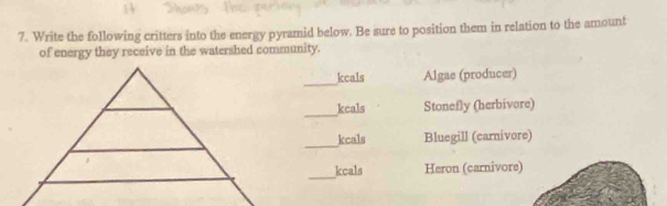 Write the following critters into the energy pyramid below. Be sure to position them in relation to the amount 
of energy they receive in the watershed community. 
_ 
keals Algae (producer) 
_ 
keals Stonefly (herbivore) 
_ 
kcals Bluegill (carnivore) 
_ 
kcals Heron (carnivore)