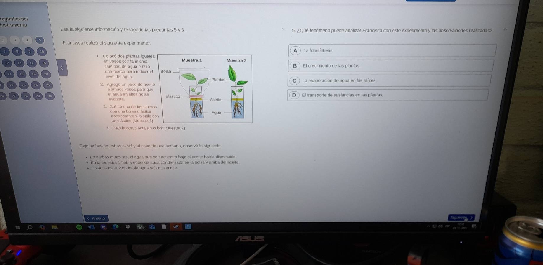 reguntas del
Instrumento
Lee la siguiente información y responde las preguntas 5 y 6. 5. ¿Qué fenómeno puede analizar Francisca con este experimento y las observaciones realizadas?
Francisca realizó el siguiente experimento:
A )La fotosíntesis.
1. Colocó dos plantas iguale
en vasos con la misma 
< cantidad de agua e  hizoBEl crecimiento de las plantas.
una marca para indicar e
nivel del agua
La evaporación de agua en las raíces
C
2. Agregó un poco de acei
a ambos vasos para qu
el agua en ellos no se) El transporte de sustancias en las plantas.
D
evapore
3. Cubrió una de las pian
con una boisa plástica
transparente y la selló
un elástico (Muestra 1
Dejó ambas muestras al sol y al cabo de una semana, observó lo siguiente:
En la muestra 1 había gotas de agua condensada en la bolsa y arriba del aceite
Antério