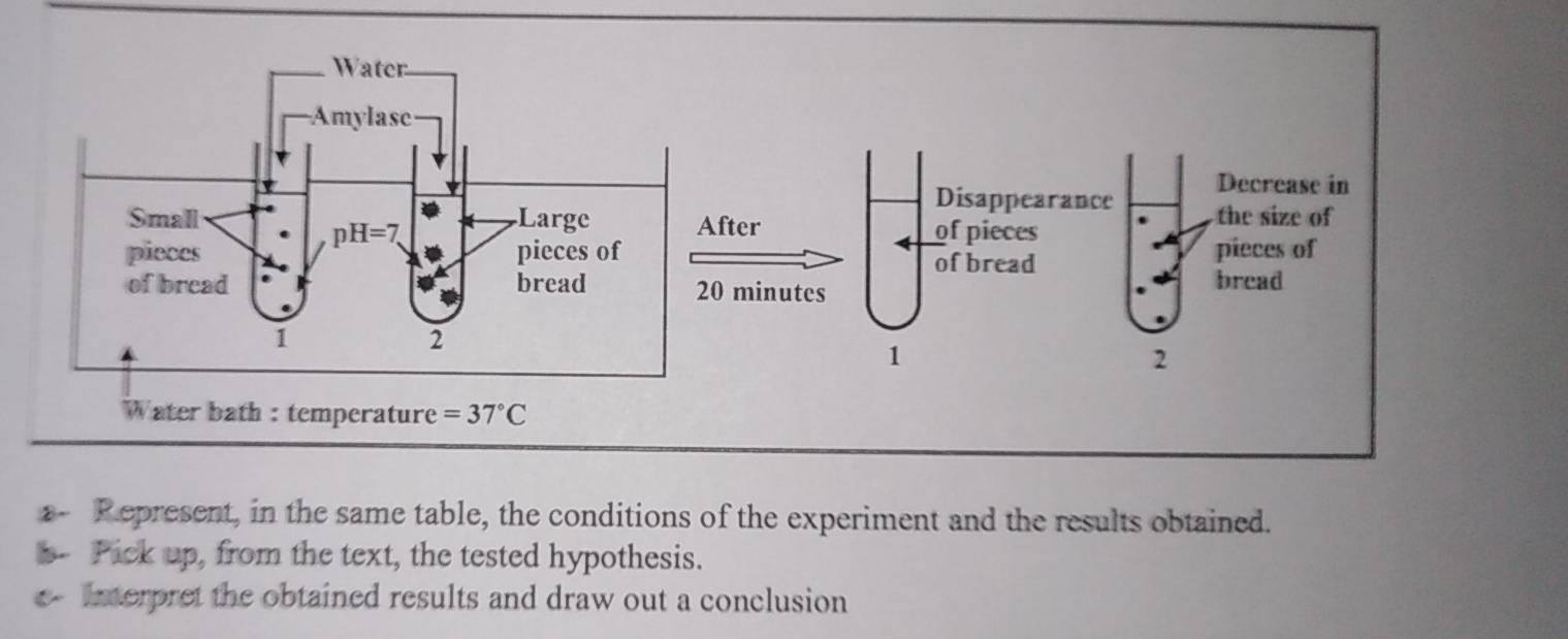 Disappearance Decrease in
fter of pieces the size of
pieces of
of bread
0 minutes bread
1
2
Water bath : temperature =37°C
2- Represent, in the same table, the conditions of the experiment and the results obtained.
s- Pick up, from the text, the tested hypothesis.
e- Interpret the obtained results and draw out a conclusion